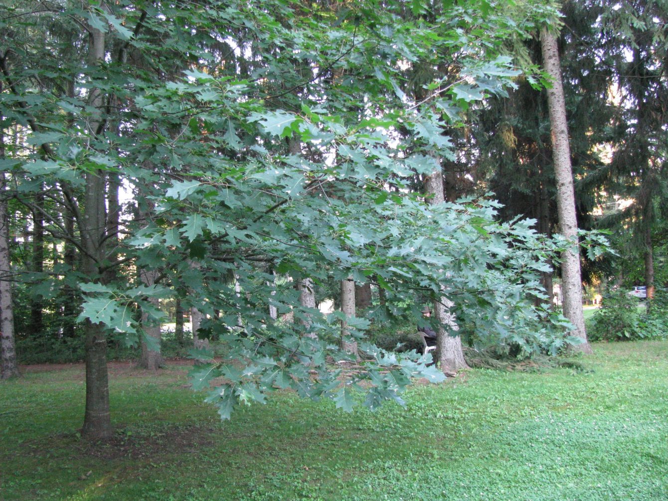 IMG_5718